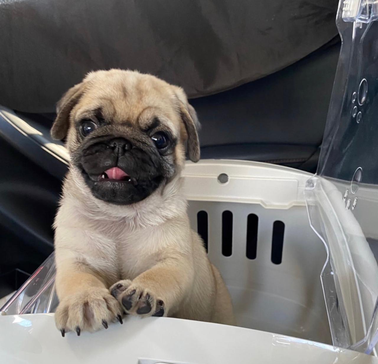Dans Pug Paradise